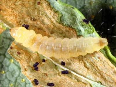 Euspilapteryx auroguttella