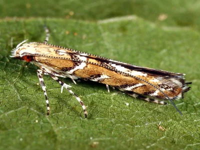 Acrocercops brongniardella