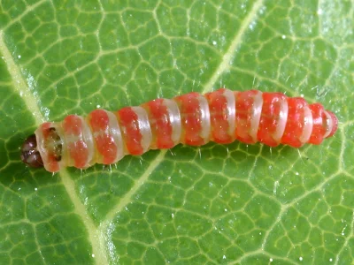 Acrocercops brongniardella