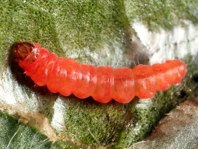 Dialectica imperialella