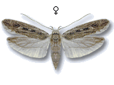 Gelechia (Gelechia) sabinellus