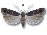 Neofriseria peliella