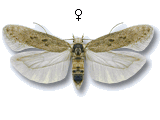 Scrobipalpa obsoletella