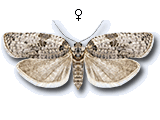 Pseudeulia asinana
