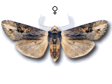 Xylena (Xylena) exsoleta