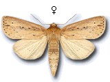 Globia sparganii