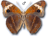 MD