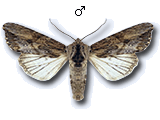 Egira conspicillaris