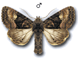 Euplexia lucipara