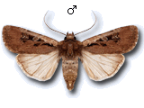 Euxoa (Euxoa) obelisca