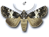Hadena (Hadena) compta