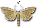 Senta flammea