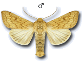 Mythimna (Mythimna) vitellina