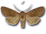 Orthosia (Monima) cerasi