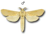 MU