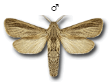 MU