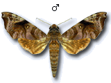MU
