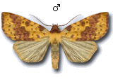Xanthia (Xanthia) togata
