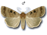 Xestia (Xestia) stigmatica