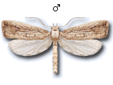 Orthoteliinae