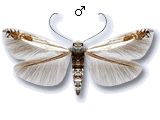 Lyonetiinae