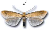 Tischeria ekebladella