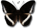 MU