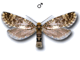 Diplodoma laichartingella