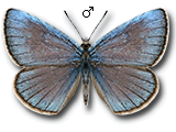 MU