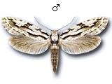 Nemapogoninae