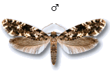 MU