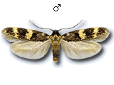 MU
