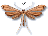 Oidaematophorus lithodactyla