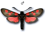 Zygaena (Zygaena) trifolii