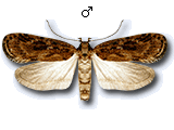 Depressaria (Depressaria) sordidatella