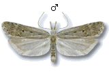 Dichomeris juniperella