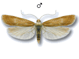 MU