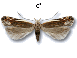 Sophronia humerella