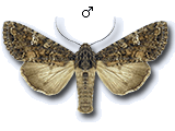 Mamestra brassicae