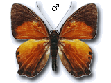 MU