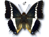 MU