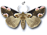 Thyatirinae