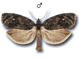Apotomis inundana