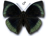 MU