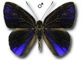 MU