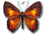 MU