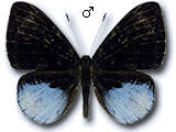 MU