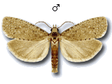 Epiblema grandaevana