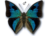 MU