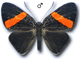 MU